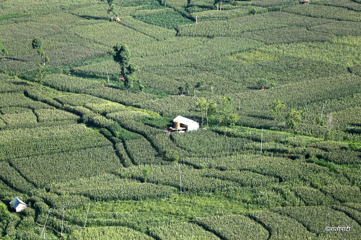 makaibari (6)