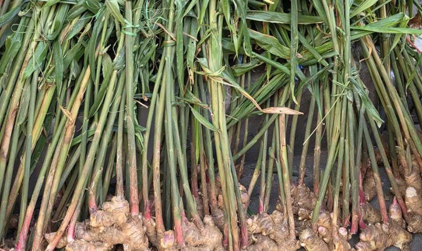   बाँदरले दुःख दिएपछि अदुवा खेती, राम्रो मूल्य पाउँदा हर्षित किसान