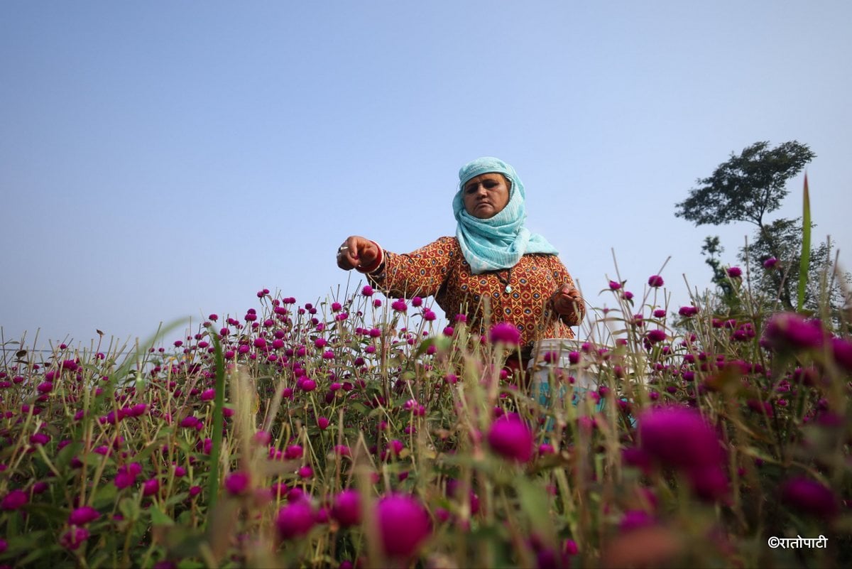 makhamali flower (23)