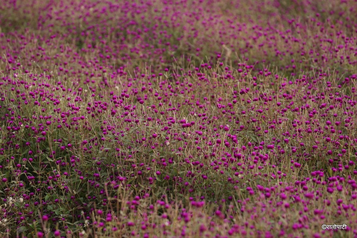 makhamali flower (4)