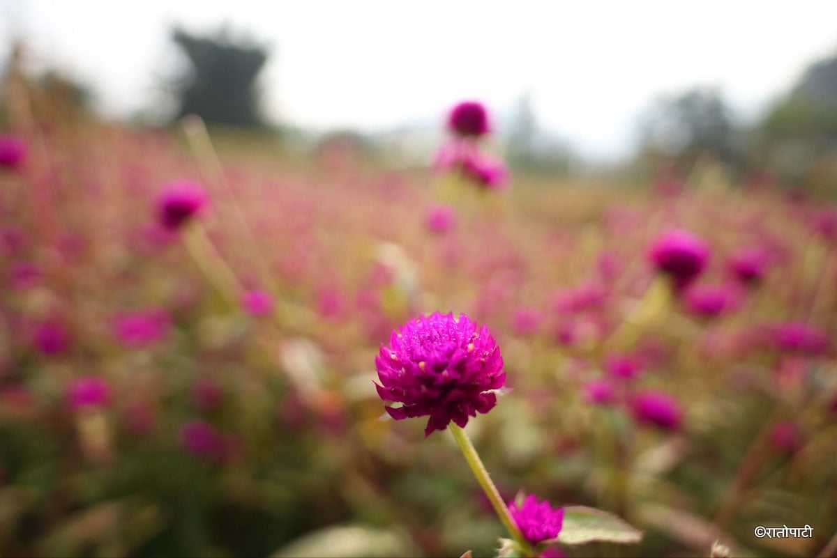 makhamali flower (9)