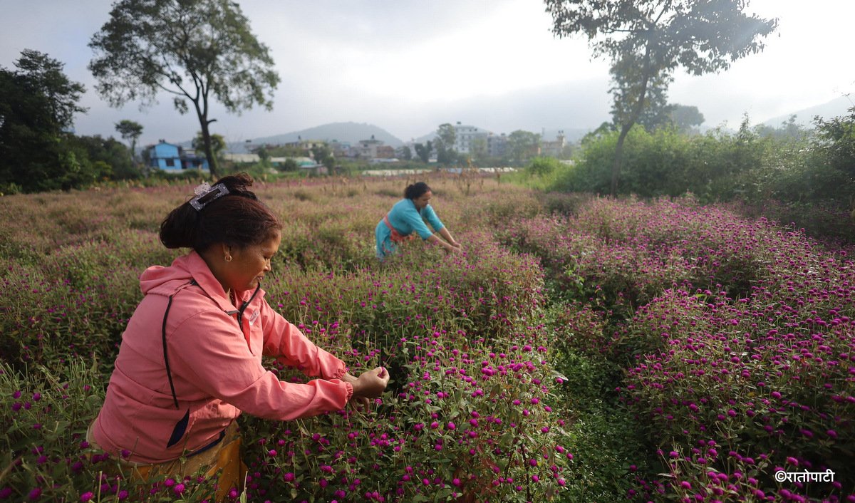   तिहारका लागि मखमली फूल टिप्न व्यस्त किसानहरू (तस्बिरहरू)