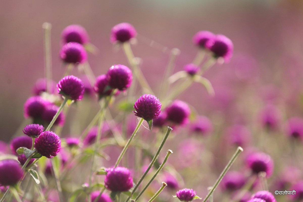 makhmali (13)