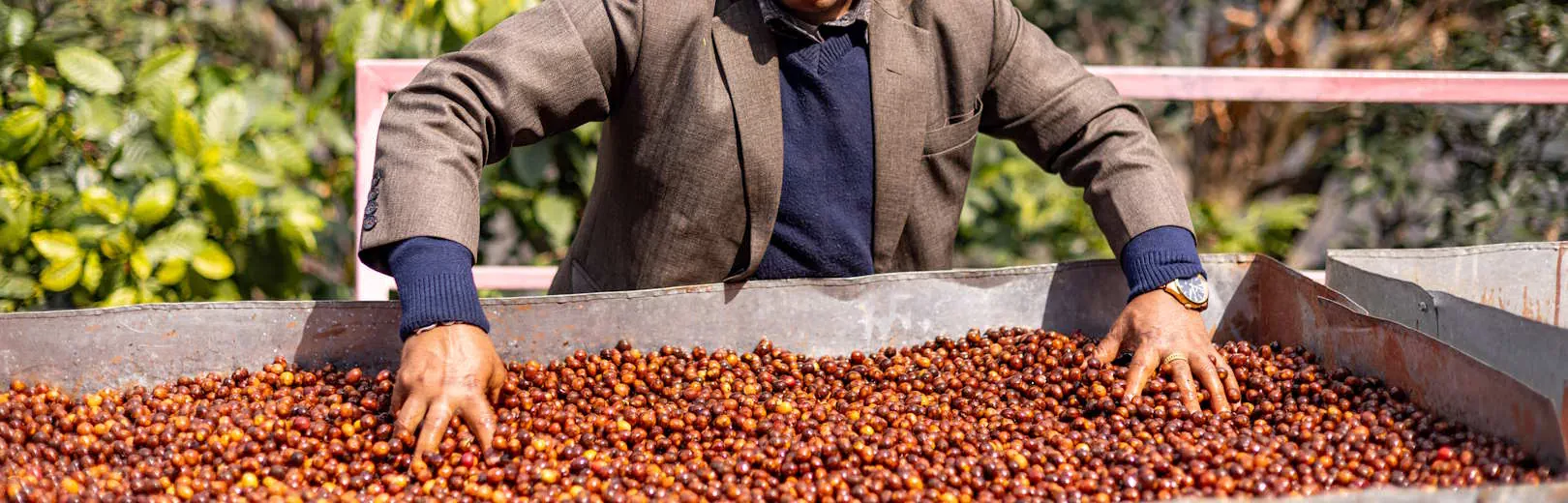 Man-in-Nepal-sorts-coffee-cherries