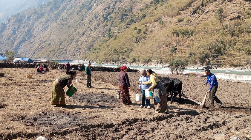   मनाङमा सामूहिक खेतीबाट आत्मनिर्भर बन्दै महिला