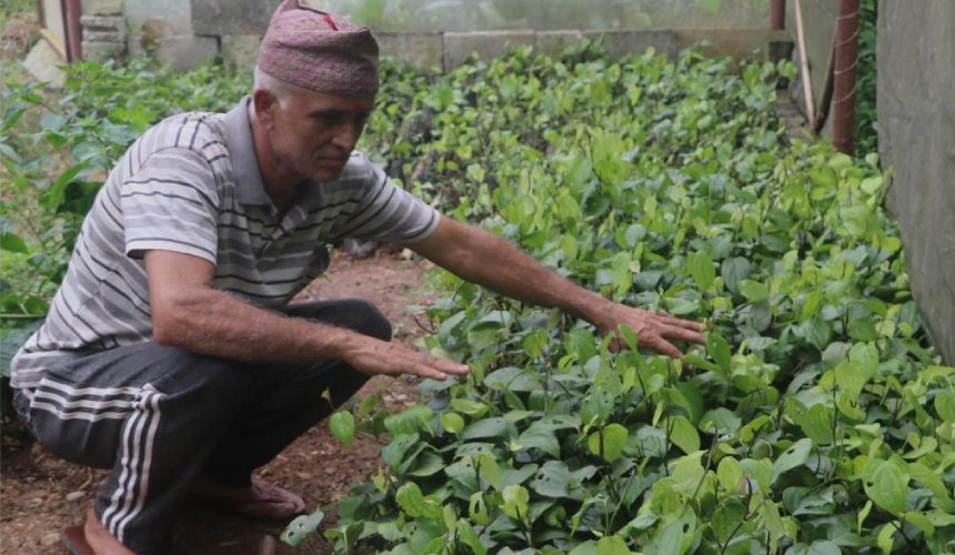   मरिचका बिरुवा बेचेर मनग्य आम्दानी