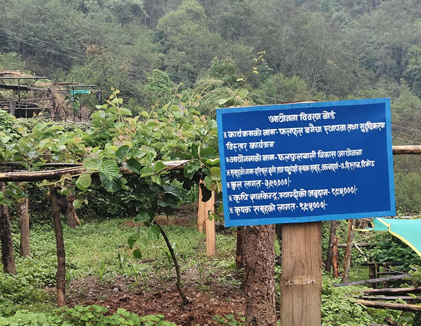   मसालाबाली खेती गर्ने किसानलाई अनुदान