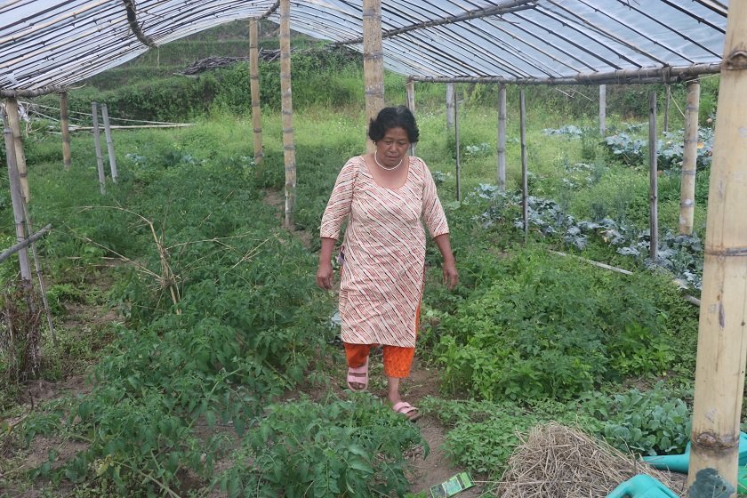उद्यमशील मायादेवीको लोभलाग्दो जैविक तरकारी खेती