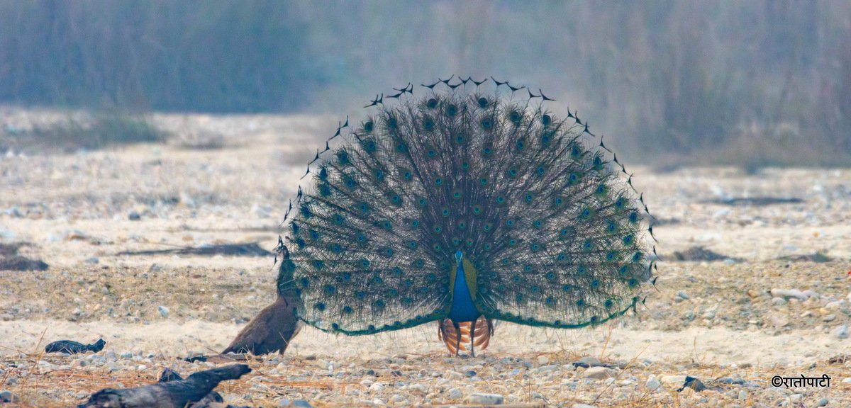 Peacocks Begin Annual Mating Dance Season