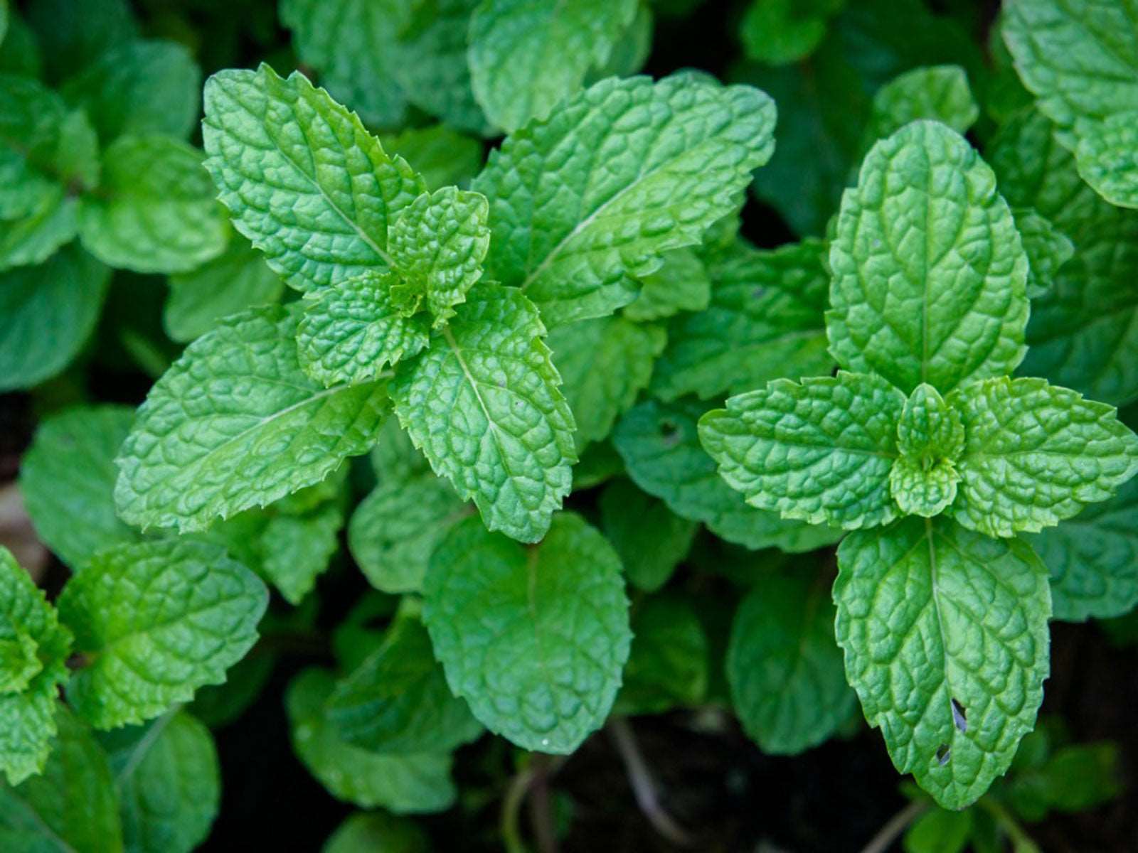 mint-3