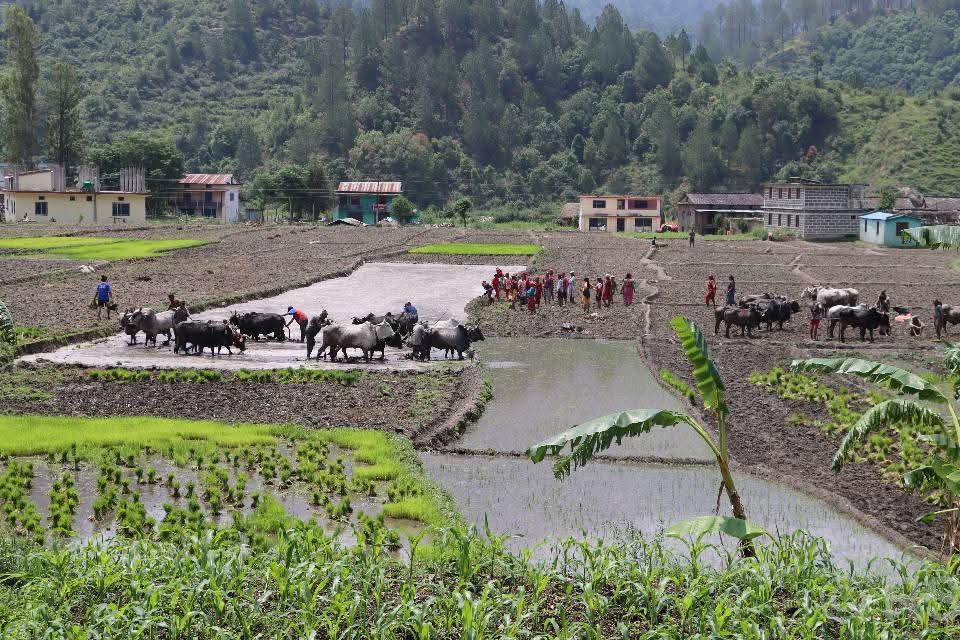 स्वाद र सुगन्धले चर्चित जोरायले बासमती पुनः किसानको रोजाइमा
