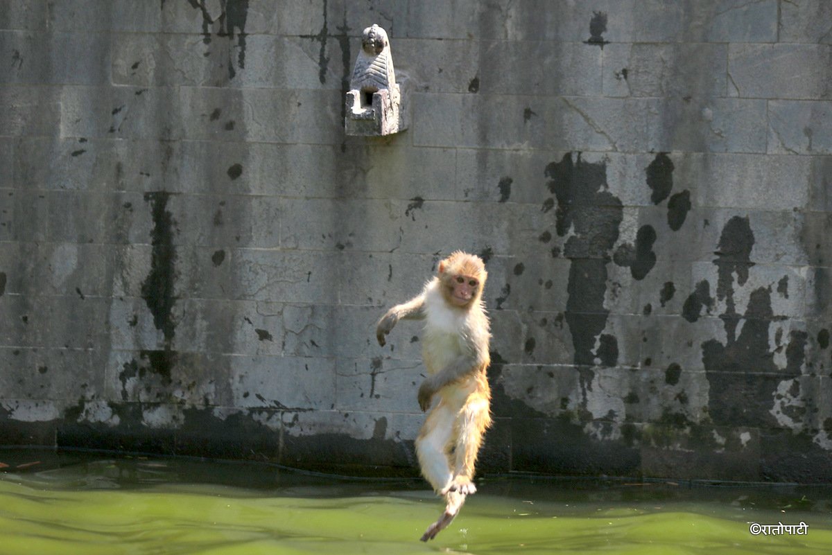 monkey swimming (1)