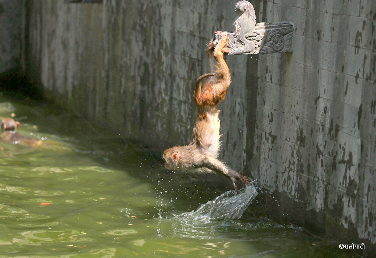 monkey swimming (10)