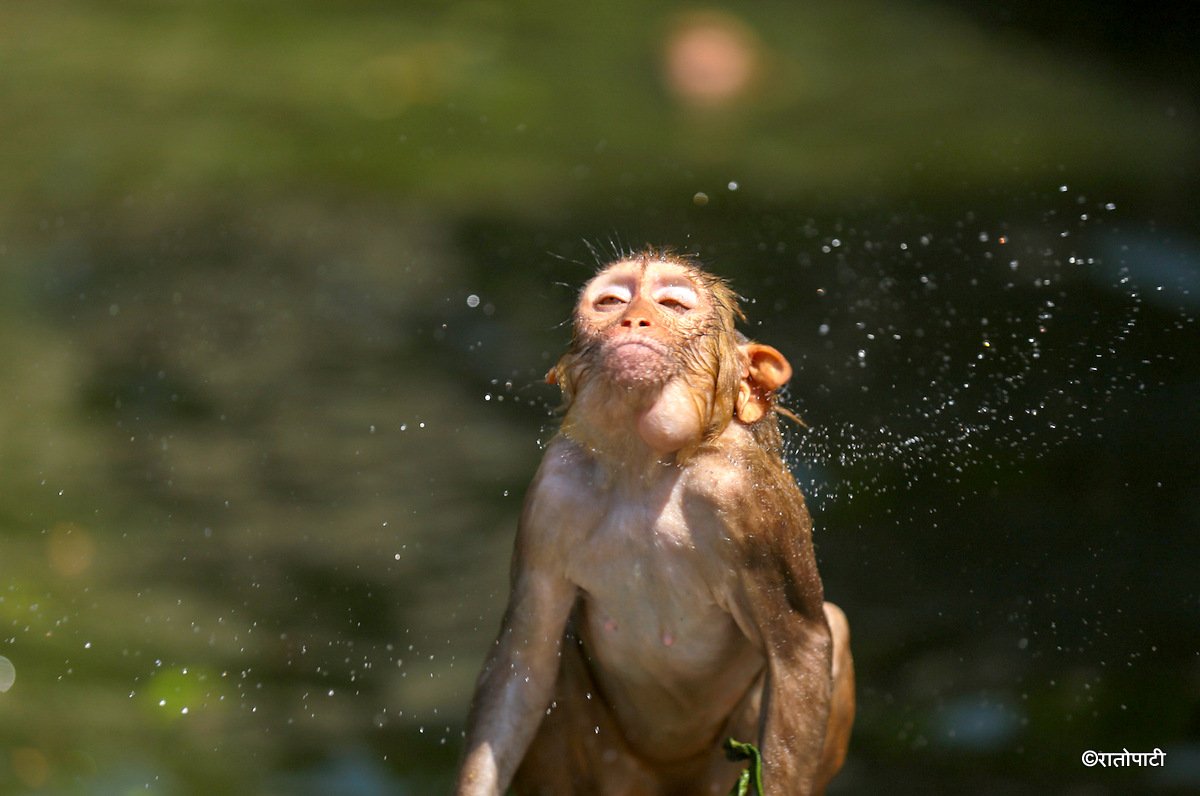 monkey swimming (11)