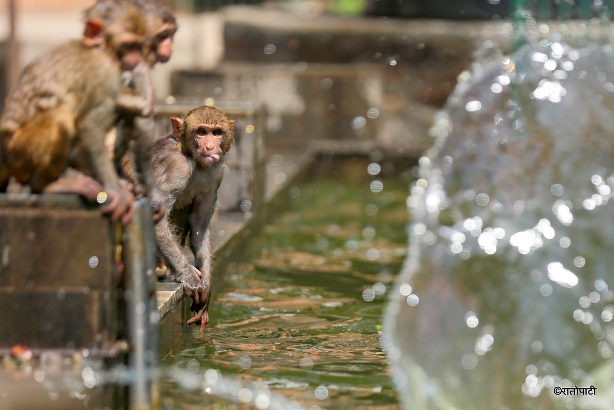 monkey swimming (12)
