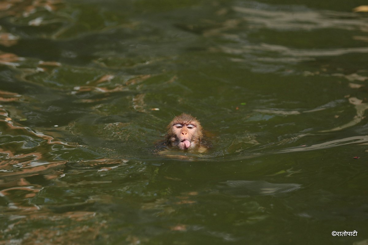 monkey swimming (14)