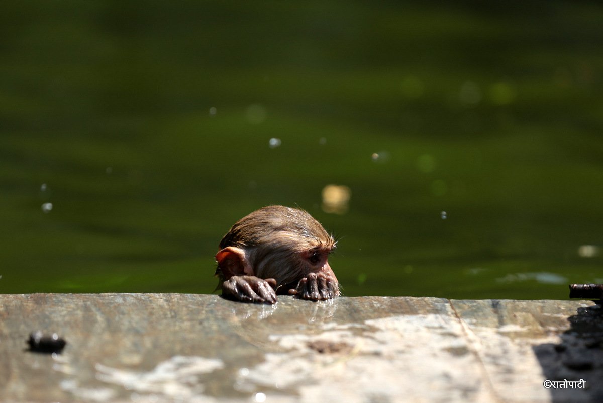 monkey swimming (2)