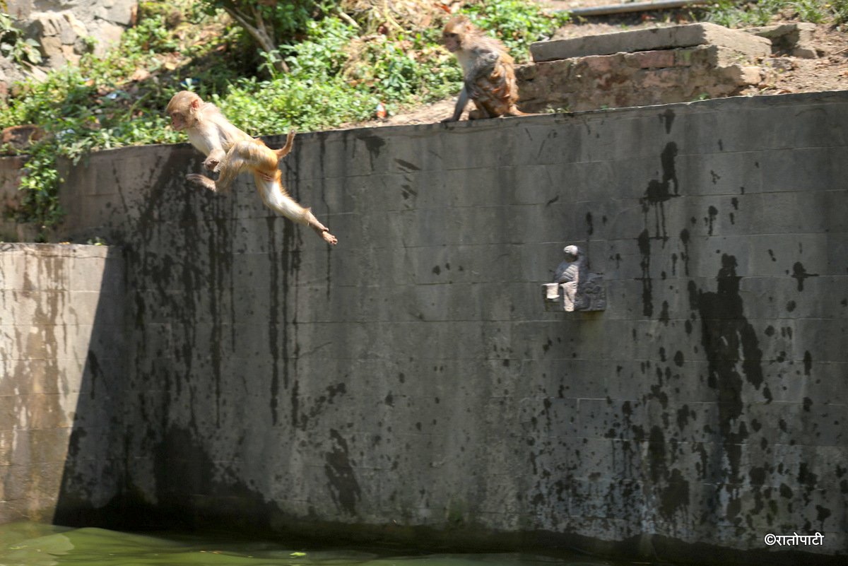 monkey swimming (3)