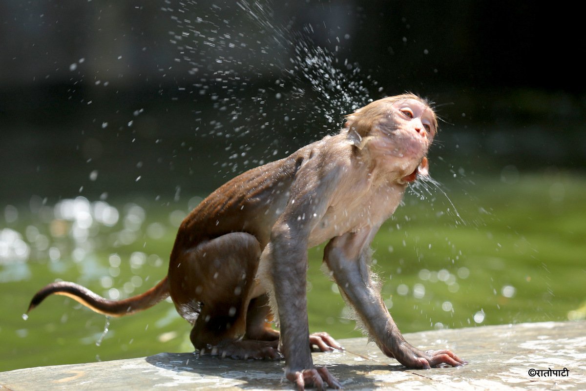 monkey swimming (4)