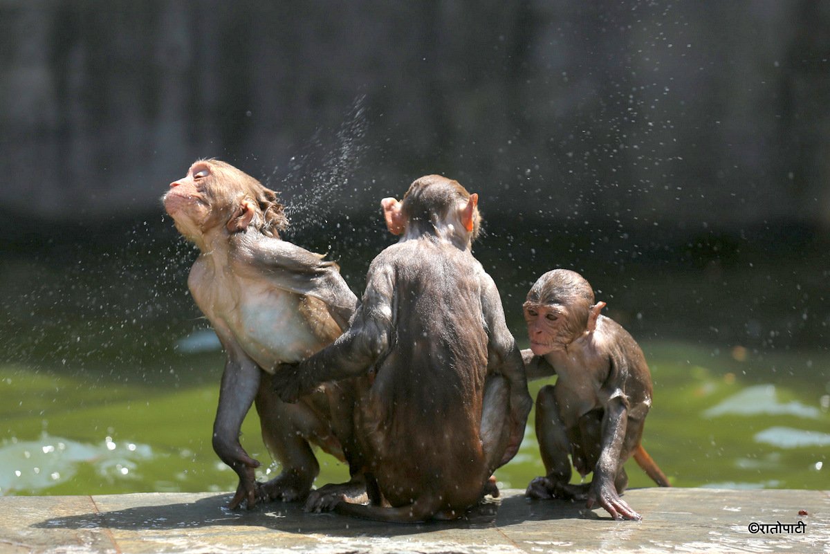 monkey swimming (5)