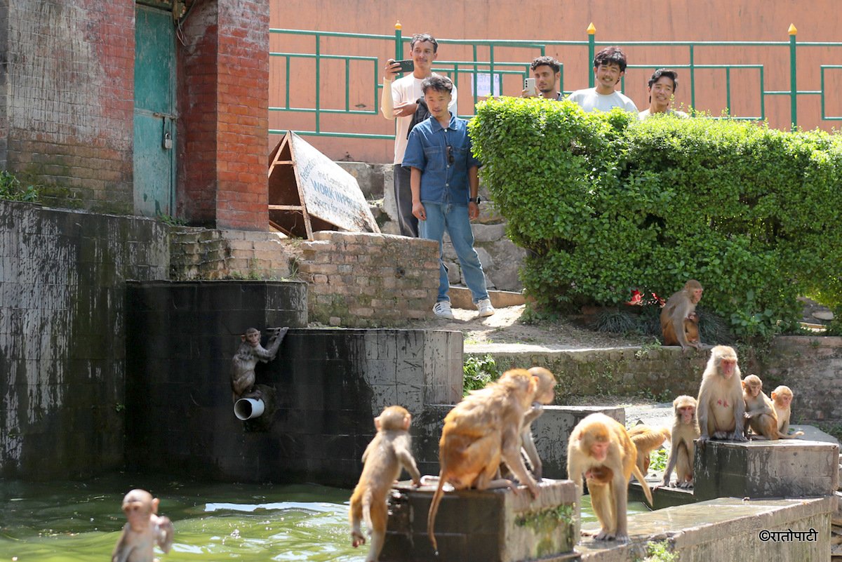 monkey swimming (6)