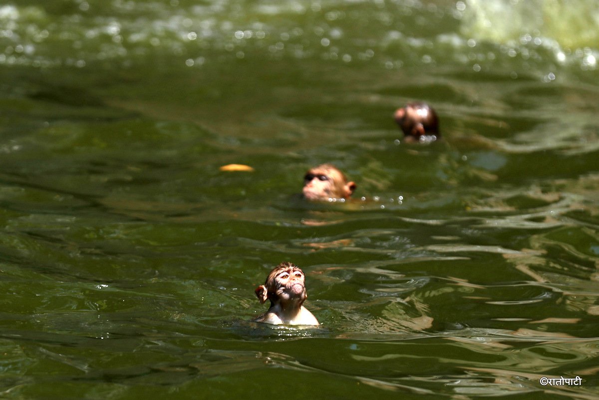 monkey swimming (7)