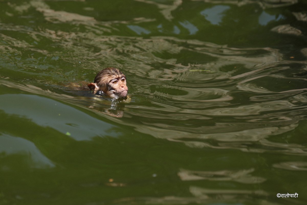 monkey swimming (8)