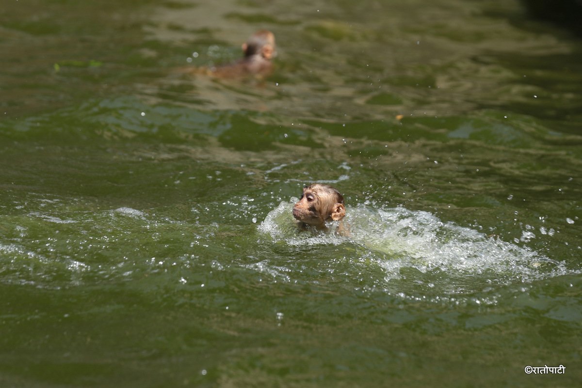 monkey swimming (9)