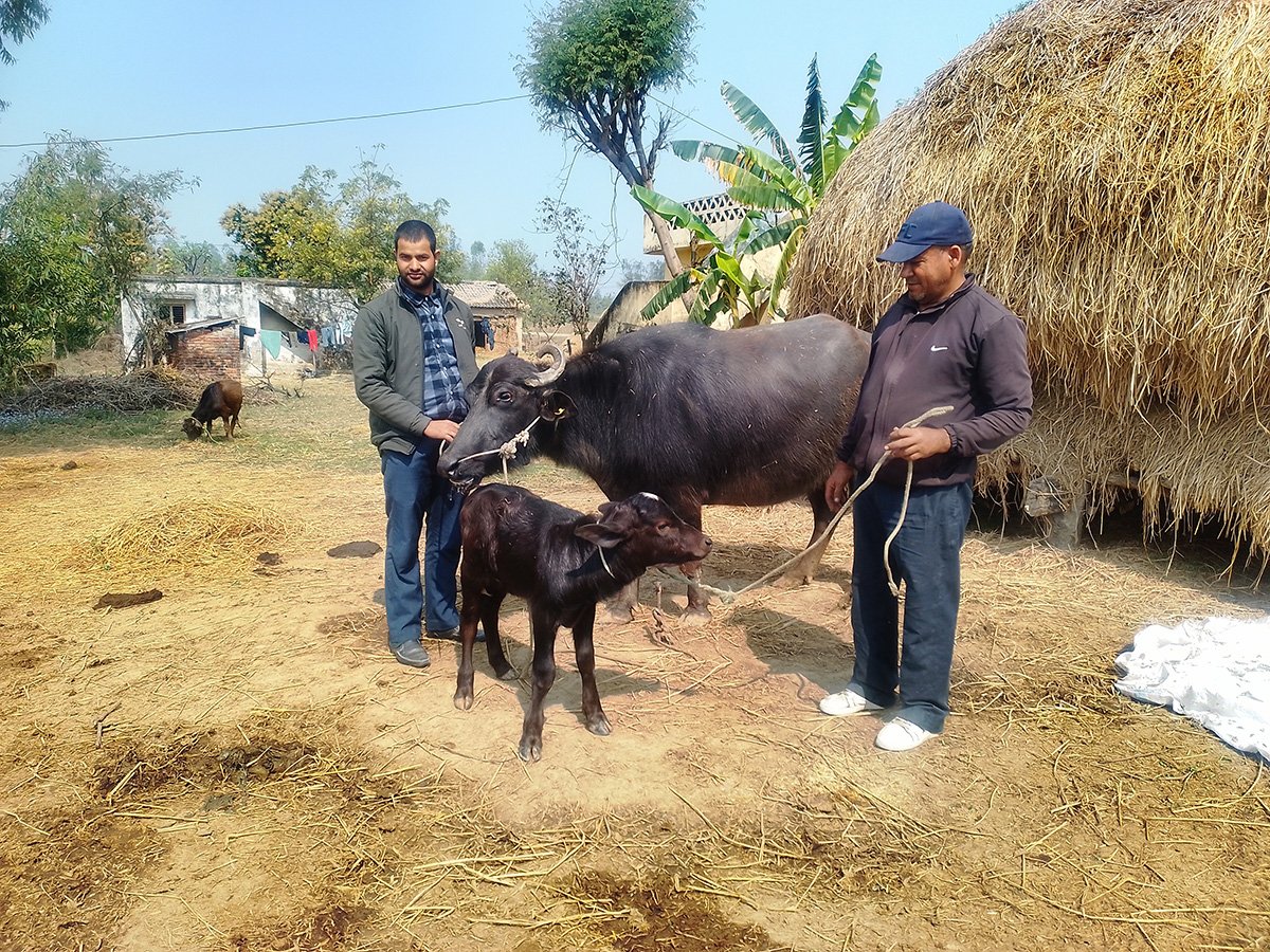 मुर्रा राँगा : नस्ल सुधार कार्यक्रम सफल