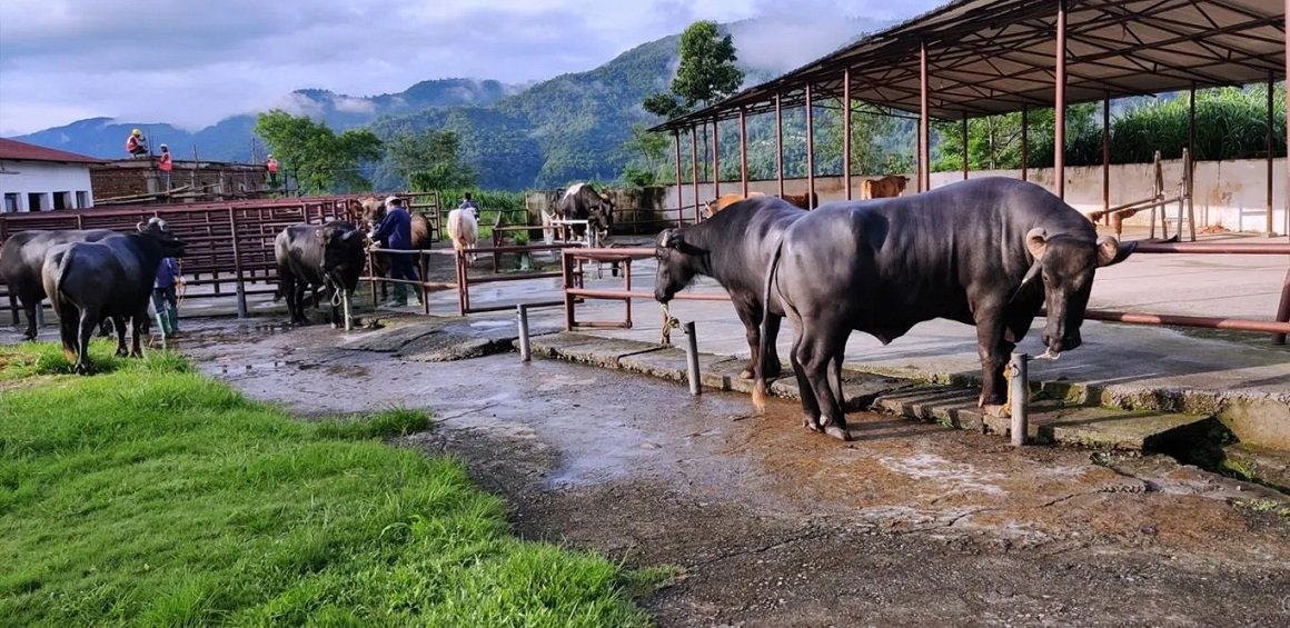 नश्ल सुधारका लागि विदेशबाट तीन वर्षमा करिब एक सय १६ पशुचौपाया ल्याइयो