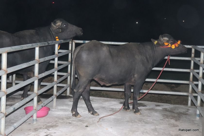 भारतबाट ल्याइएका मुर्रा राँगा पोखरा आइपुगे, फूलमालाले स्वागत