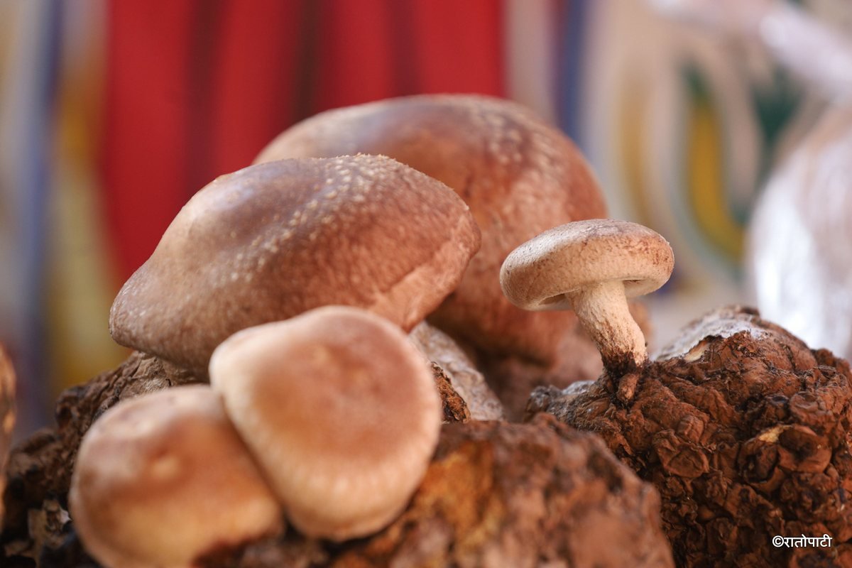 mushroom (11)