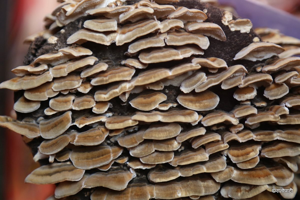 mushroom (4)