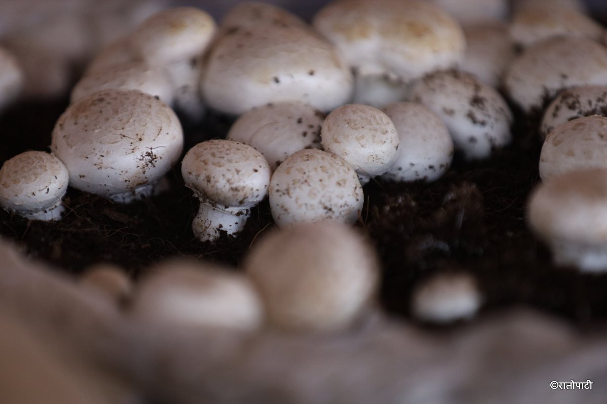 mushroom (5)
