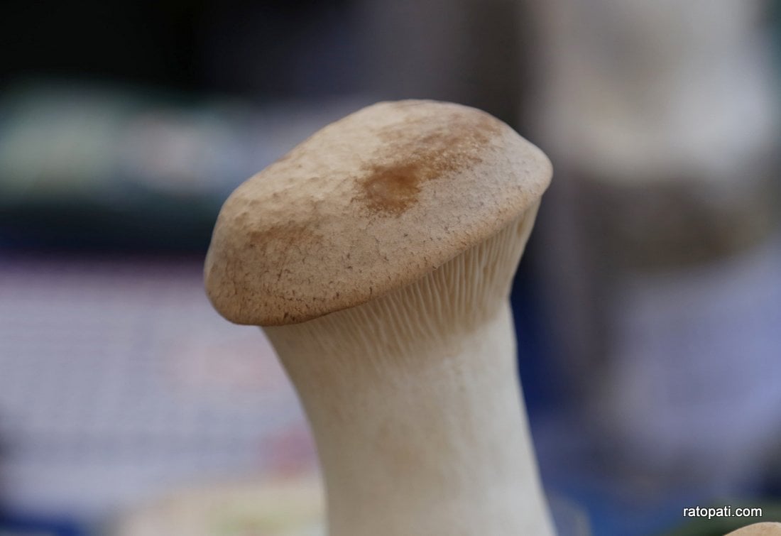 Mushroom (5)