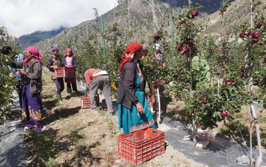   मुस्ताङमा ‘हाइब्रिड’ स्याउ उत्पादनमा वृद्धि