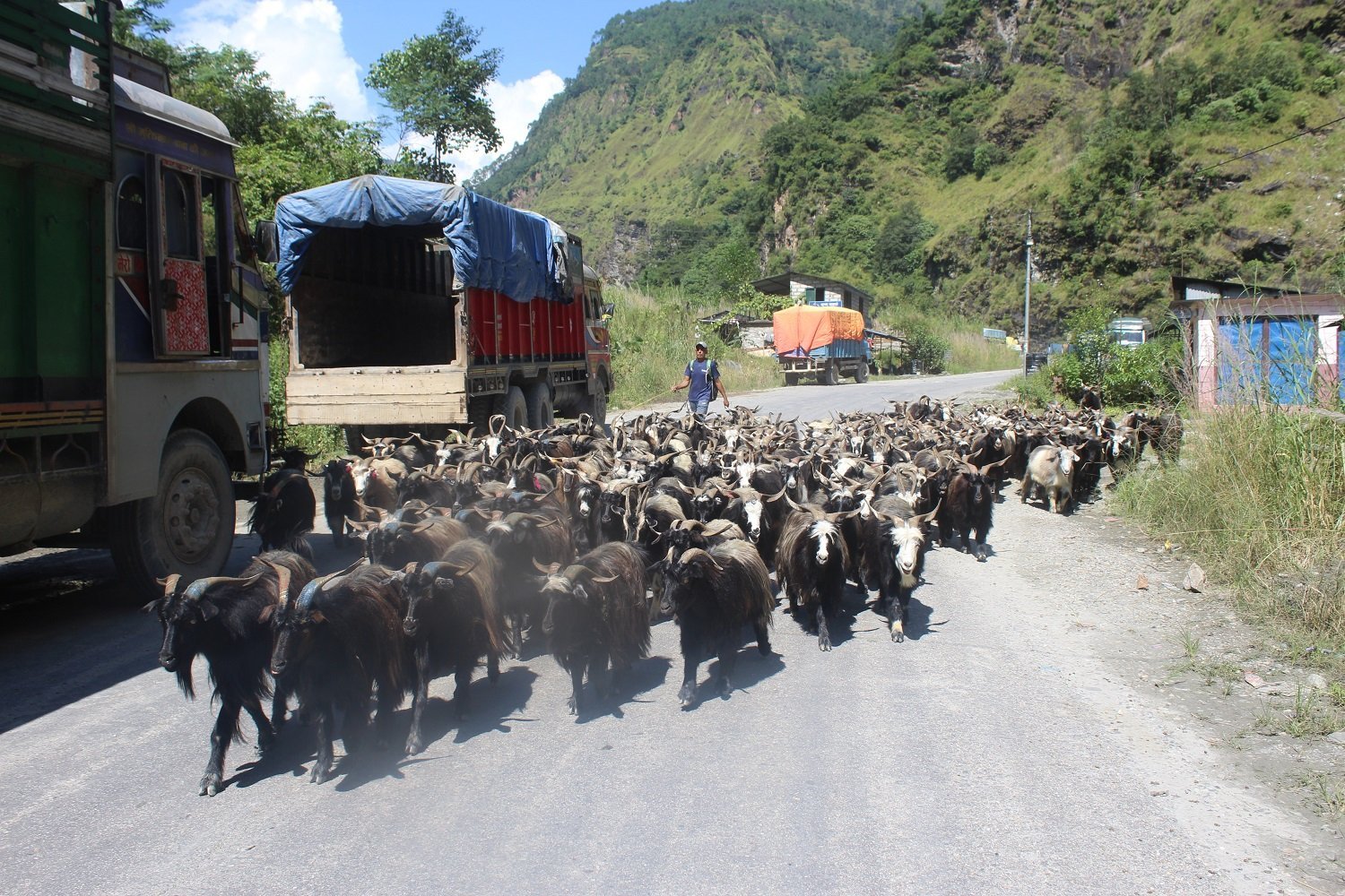 तिहारका लागि मुस्ताङबाट चार हजार भेडाच्याङ्ग्रा बिक्री