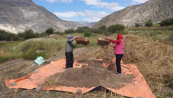   मुस्ताङका किसान फापर थन्क्याउन व्यस्त