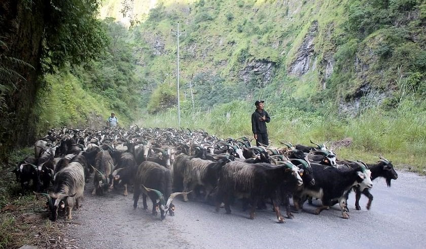 यसवर्ष च्याङग्राको मूल्य घट्यो