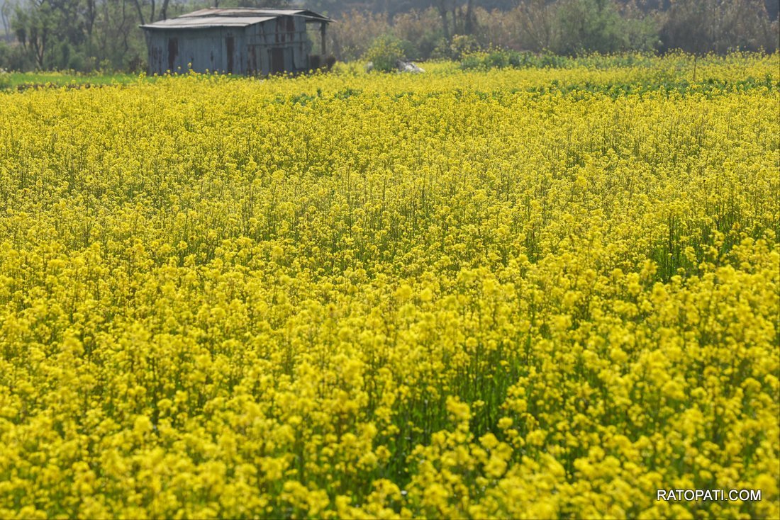 Mustard Field (1)