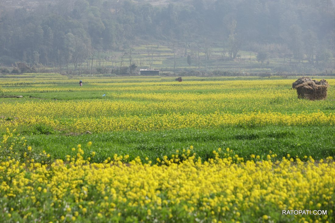 Mustard Field (4)