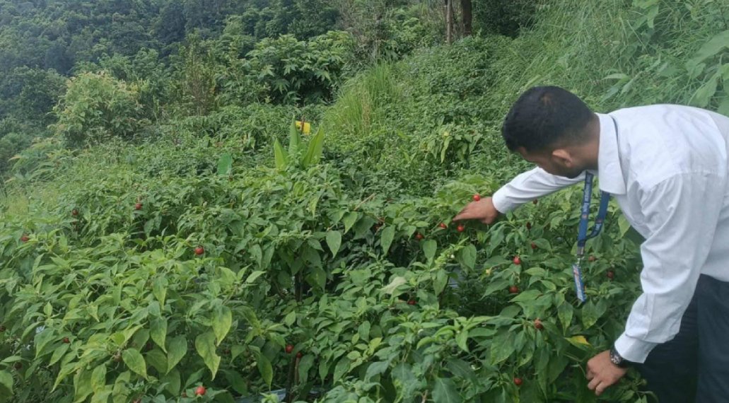   ऋषिङमा २५ जना किसानद्वारा अकबरेखेती