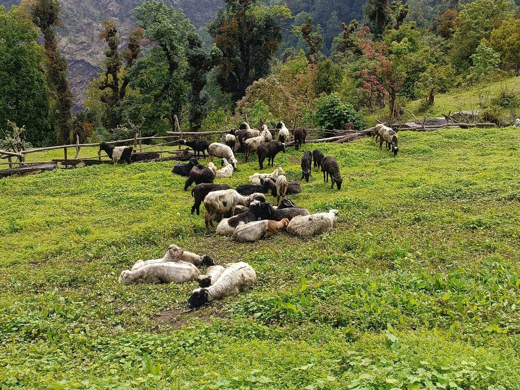 पैँयुको झ्याङबाट झ्याउँकिरी सङ्गीत, प्रेमको पर्खाइमा सहादत