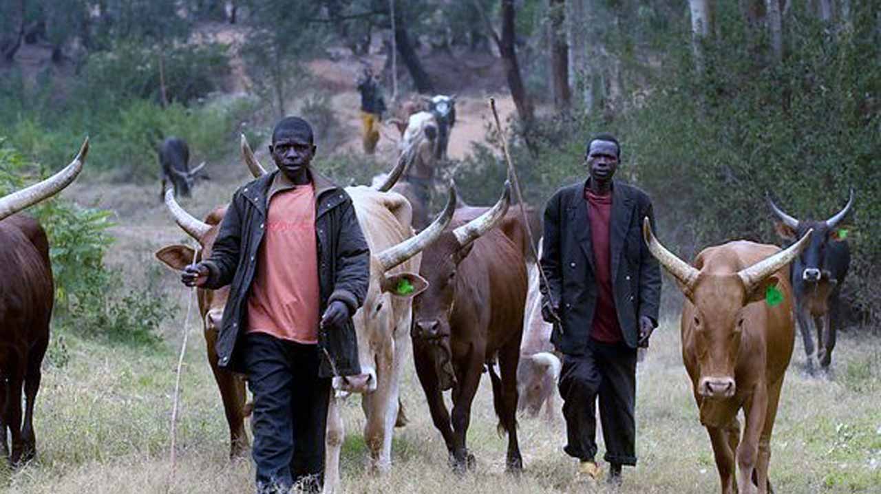नाइजेरिया : किसान–गोठालाबिच झडप, ११३ जनाको मृत्यु