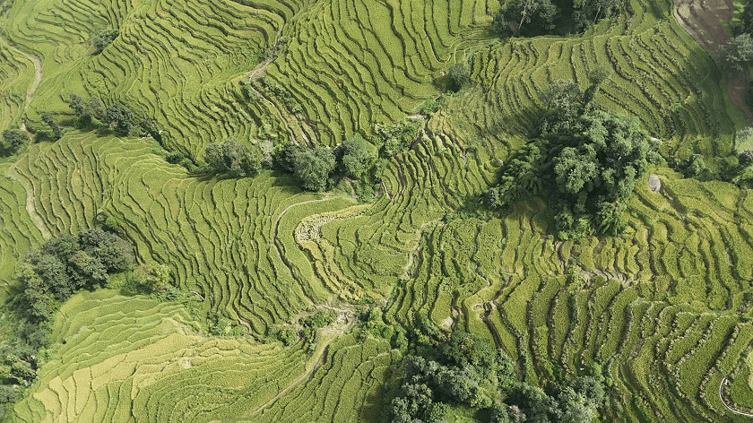 nanglebhare-dhan-khet (1)