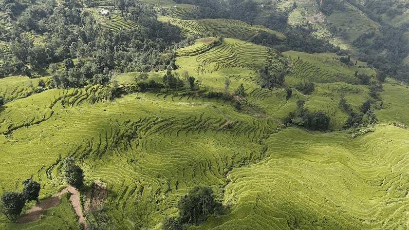 nanglebhare-dhan-khet (11)