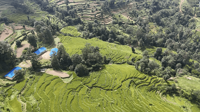 nanglebhare-dhan-khet (12)