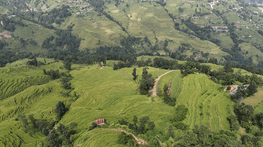 nanglebhare-dhan-khet (14)