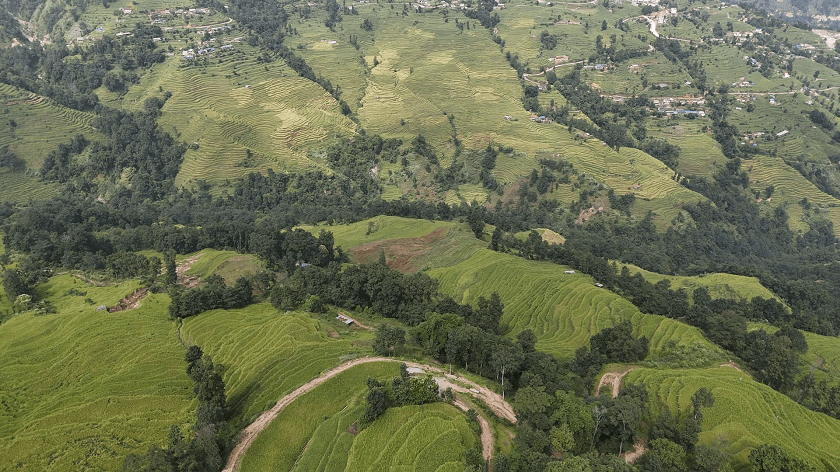 nanglebhare-dhan-khet (15)