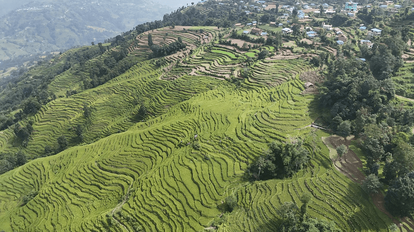 nanglebhare-dhan-khet (16)